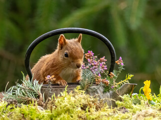 Curious little scottish red squirrel investigating an antique brass teapot surrounded by moss and purple scottish heather in the woodland with natural green forest background