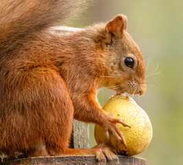 Cute little scottish red squirrel eating a juicy green pear.  Close up profile 