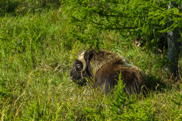 musk ox resting in the national park in the polar Urals