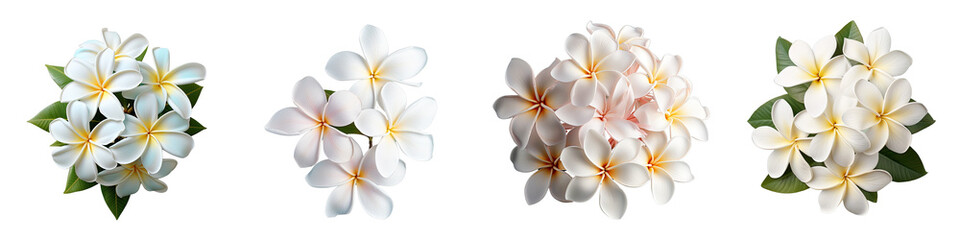 Png Set White plumeria flowers captured in stunning isolation on a transparent background
