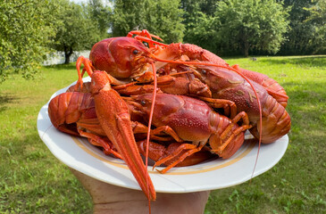 Lobster on plate in hand in village garden. Crawfish Snack to beer. Crayfish Beer snack dish....