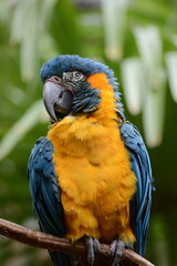 Blue and yellow macaw, photo taken in a zoo.
