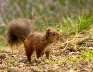 Naklejka na ściany i meble Curious little scottish red squirrel looking around standing on the forest floor