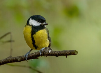 Beautiful colourful great tit bird perched on a branch in the woodland with bright yellow plumage feathers
