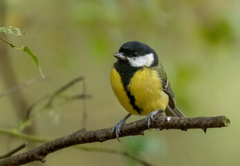 Obraz premium Beautiful colourful great tit bird perched on a branch in the woodland with bright yellow plumage feathers