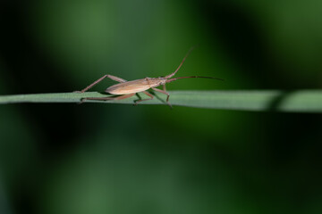 Close-up of a small soft bug (Heteroptera) balancing on a green long blade of grass. The background...