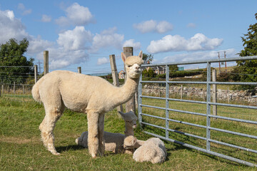Alpaca mother with cubs on a farm in Scotland