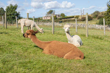 Alpaca on a farm in Scotland, Edinburgh, Pentland