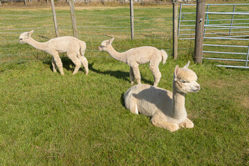 Scotland: Alpaca babies lie on the grass