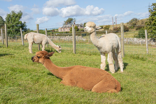 Alpacas on the farm in Scotland. The Alpaca is a domesticated species of South American camelid.