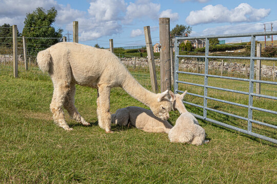 Alpaca mother with cubs on a farm in Scotland