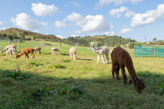 A herd of alpacas grazes on a farm in Scotland