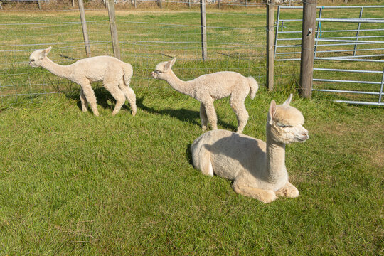 Scotland: Alpaca babies lie on the grass