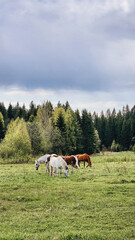 Fototapeta na wymiar Thoroughbred horses grazing in field next to forest. Beautiful rural landscape. Vertical photo. High quality photo