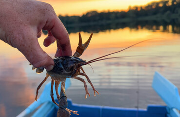 Crayfish in fisherman's hand on  lake. Illegal Catching crayfish and illegal Crayfishing on river. Iillegal fishing. Crawdads, are crustaceans that live in freshwater environments throughout world