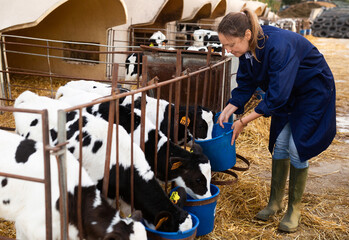 Positive woman farmer in workwear petting and feeding calves during the day on ranch. Cattle...