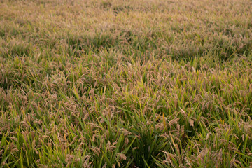 Campo de arroz