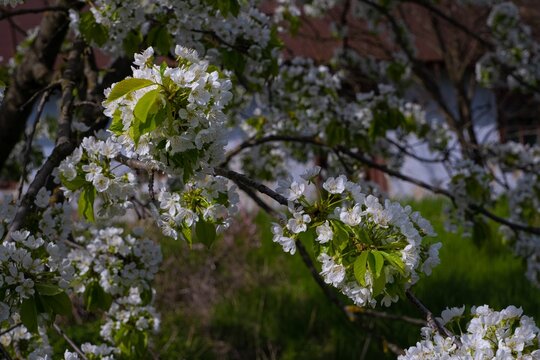 generous blossom of old sweet cherry tree, low key dark image, bright contrast of white flower and bud on thin twig, blurred facade of abandoned house, grass lawn in small yard, feeling home concept