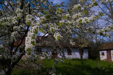 old sweet cherry tree in rich blossom in the sun, low key dark image, white flower and buds on thin twigs, cloud in April spring sky, grass lawn in small yard, abandoned house and barn, feeling home