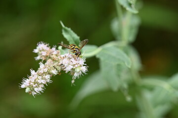 bee on a flower