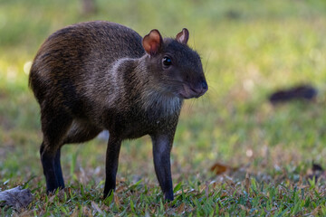 Ñeque (agouti) with blurry background.