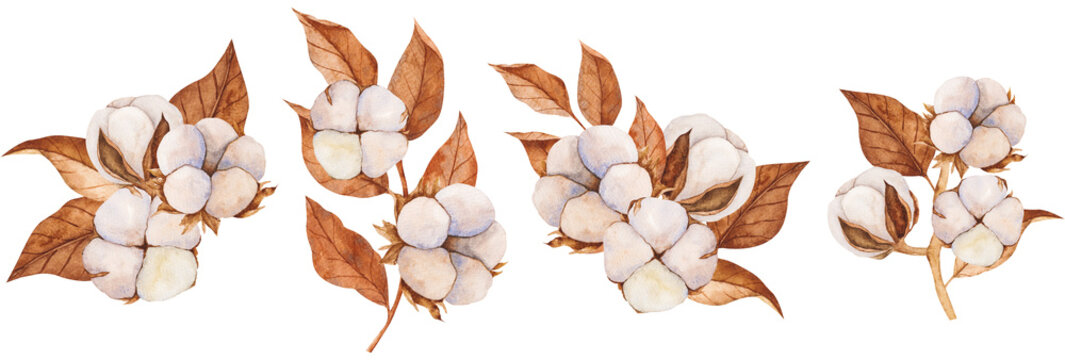 Set of watercolor illustrations of cotton buds and dry leaves. Isolated cliparts. Realistic botanical composition. Wedding invitation,Holiday Winter Set, New Year clipart, decorations, Greeting card.