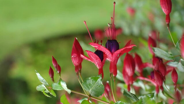 Close Up On Bella Fuchsia Flower In Scotland