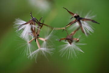 dandelion 