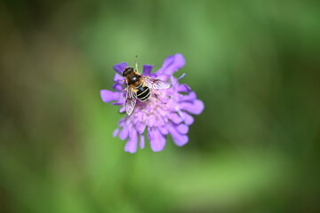bee on a flower