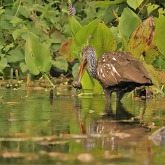 Limpkin Hunting at Silver Springs State Park Ocala Florida