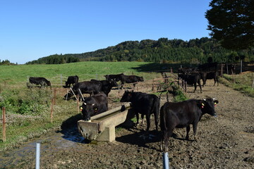 牛の放牧 月山高原牧場 山形県