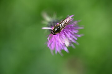 fly on a flower