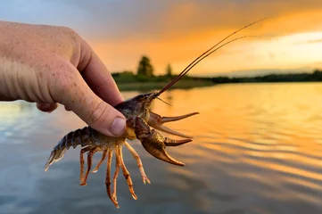 Deurstickers Crayfish in fisherman's hand on  lake. Illegal Catching crayfish and illegal Crayfishing on river. Iillegal fishing. Crawdads, are crustaceans that live in freshwater environments throughout world © MaxSafaniuk