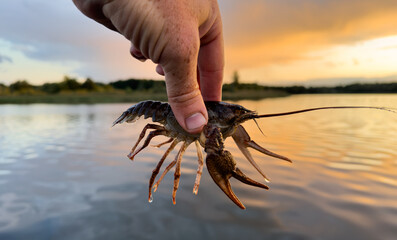 Crayfish in fisherman's hand on  lake. Illegal Catching crayfish and illegal Crayfishing on river. Iillegal fishing. Crawdads, are crustaceans that live in freshwater environments throughout world - obrazy, fototapety, plakaty