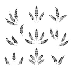 Flat Vector Agriculture Wheat Icon Set Isolated, Organic Wheat, Rice Ears. Design Template for Bread, Beer Logo, Packaging, Labels