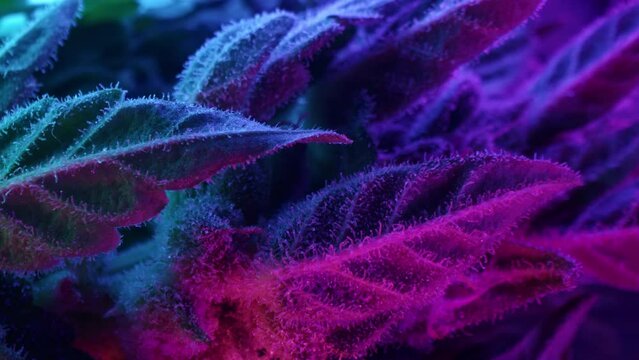 Sativa marijuana plant in glowing neon light. Indica rasterized herbal cannabis