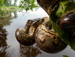 Anaconda in its Jungle Habitat