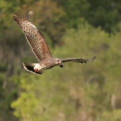 Endangered Snail Kite Paynes Prairie Micanopy Gainesville Florida