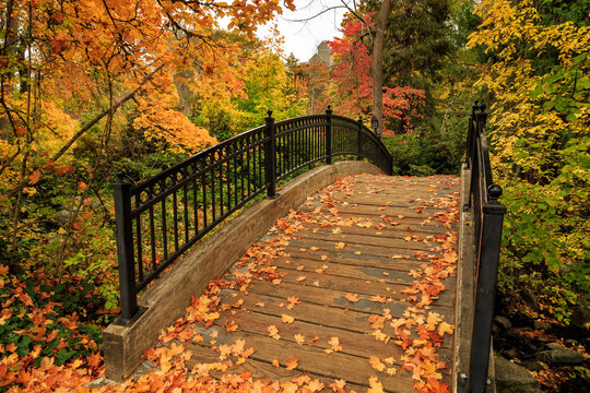 Autumn Walkway Bridge Showing Beautiful Autumn Color