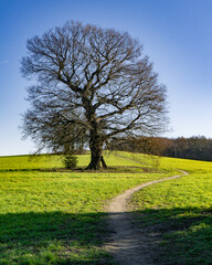 Obraz premium tree in the field