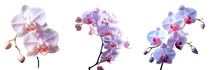 Png Set One orchid flower is exceptionally beautiful and enchanting transparent background
