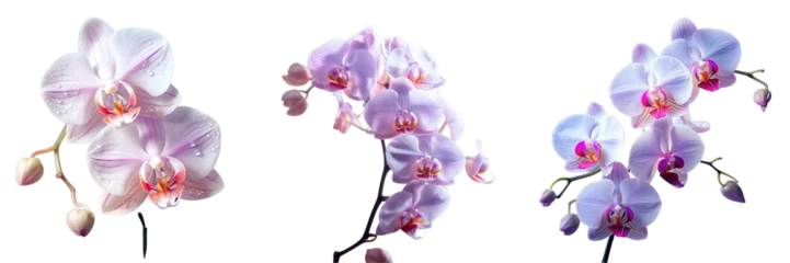 Rolgordijnen Png Set One orchid flower is exceptionally beautiful and enchanting transparent background © 2rogan