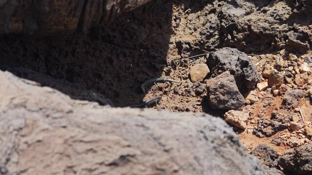 Madeiran wall lizards "Teira dugesii" fighting on the rocks