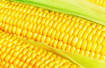 Fresh ripe corn kernels close-up top view