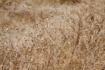 Dry plants with a blurred backdrop as a background.