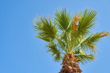 Palm tree against a clear blue sky.