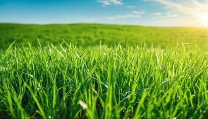 Obraz premium Blue sky with sun and green field with grass, beautiful panoramic natural landscape, spring summer background