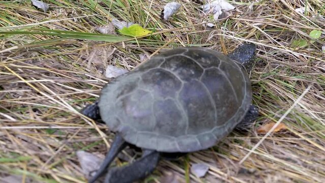 Turtle Crawls along the Thick Dry Grass with Fallen Leaves towards the River. Back view. Close-up. European pond turtle moves paws, looks around. Walk in the forest in nature on a sunny summer day.