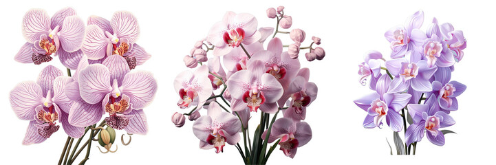 Fototapeta na wymiar Png Set Orchid alone transparent background