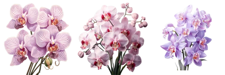 Fototapeten Png Set Orchid alone transparent background © 2rogan